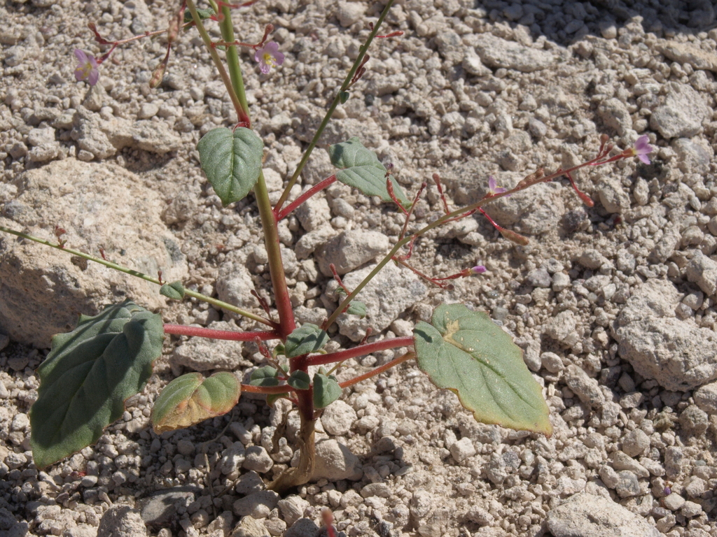 Chylismia heterochroma (Shockley's evening-primrose), native California herb