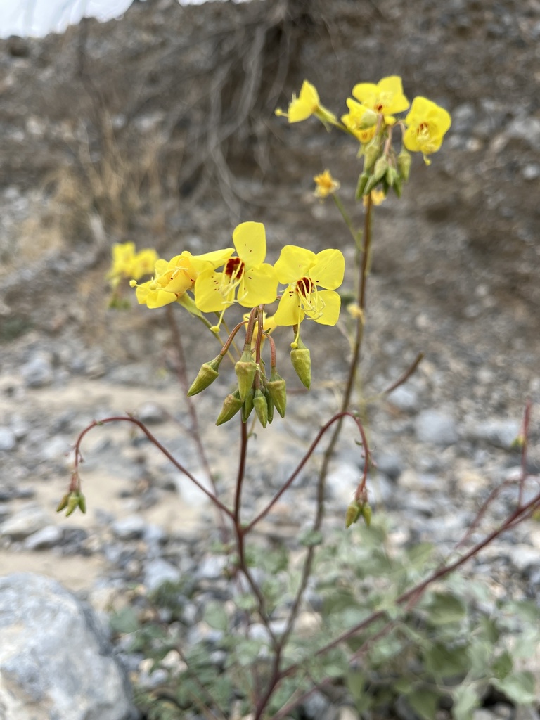 Chylismia munzii (Munz's evening primrose), native California herb