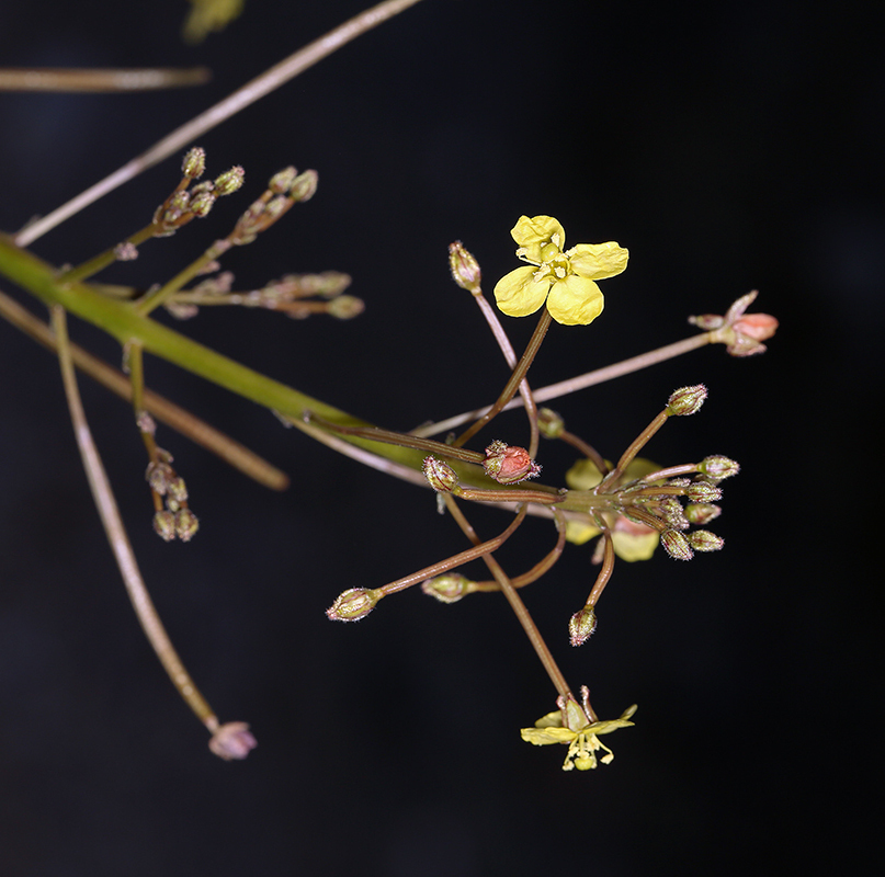 Chylismia walkeri subsp. tortilis, native California herb