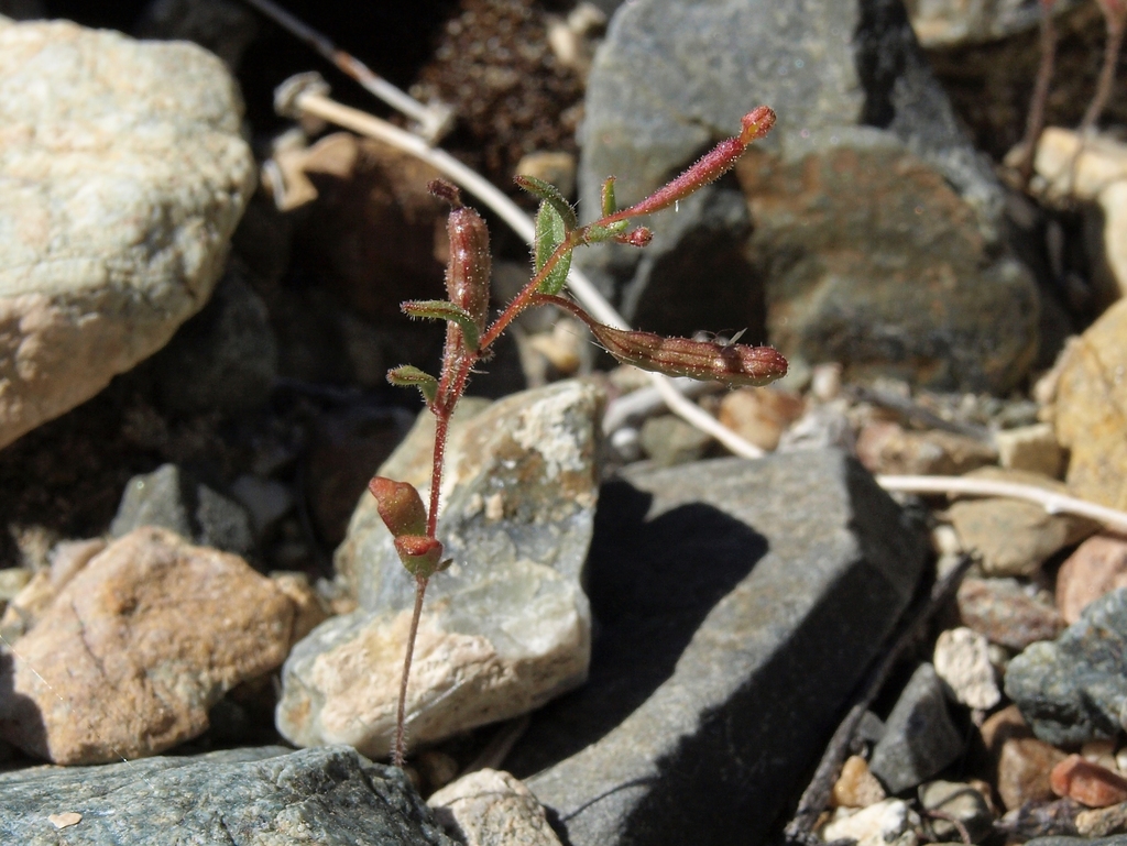 Chylismiella pterosperma (Wing fruit sun cup), native California herb