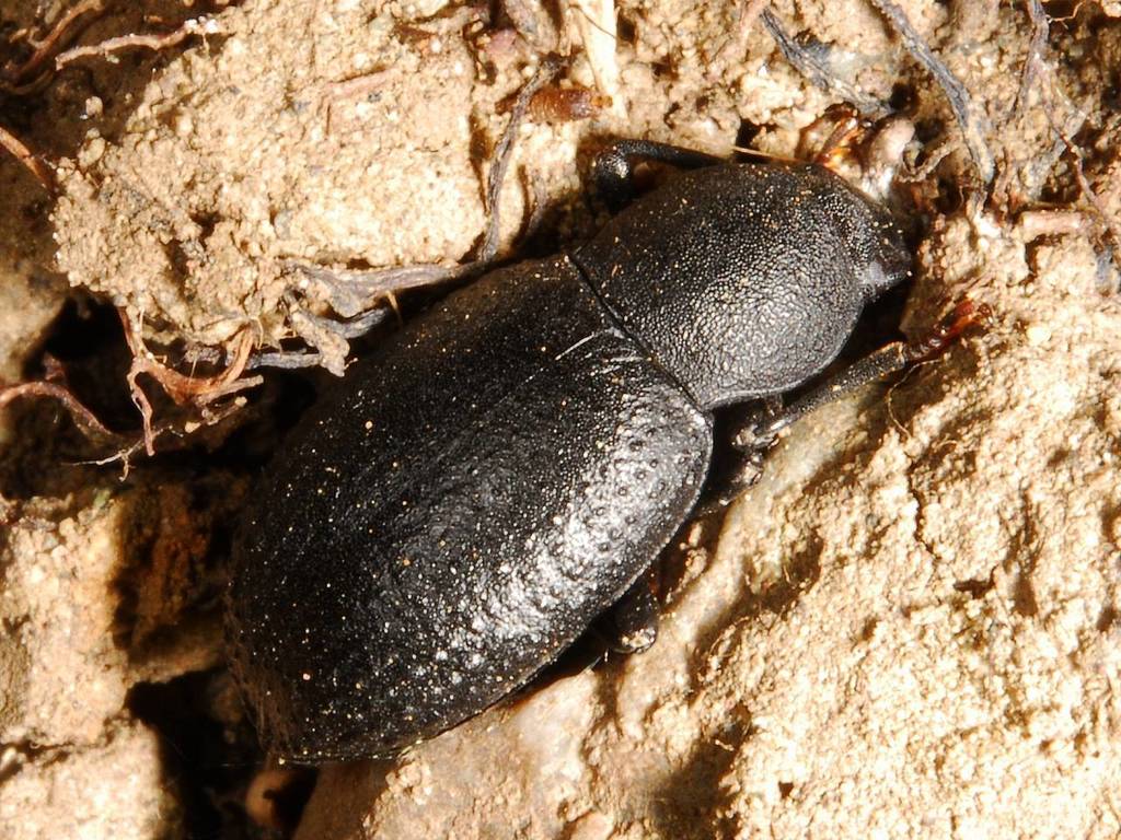 Cibdelis blaschkii, California species