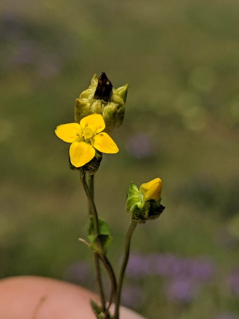 Cicendia quadrangularis (Timwort), native California herb