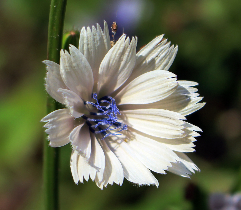 Cichorium intybus (Chicory), non-native California herb