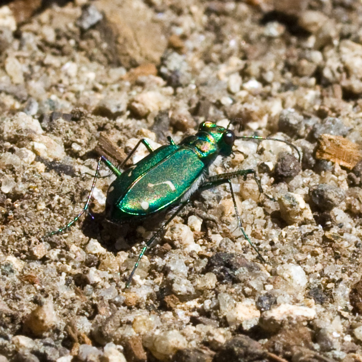 Cicindela depressula (Dispirited Tiger Beetle), California species