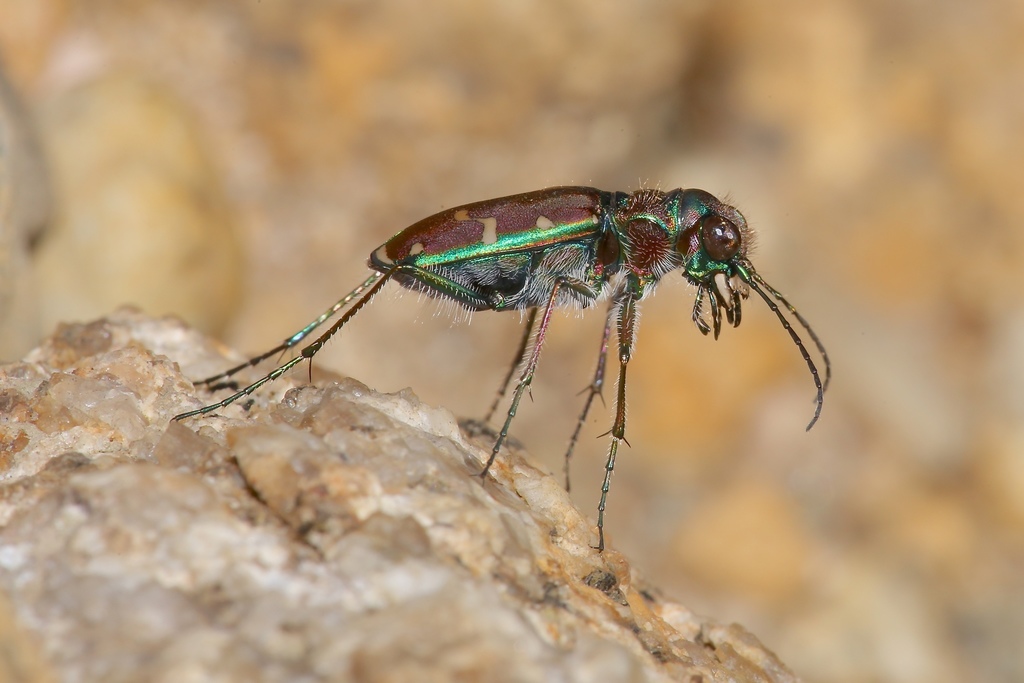 Cicindela trifasciata (S-banded Tiger Beetle), California species