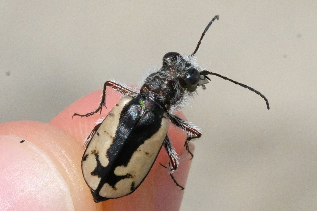Cicindela latesignata (Western Beach Tiger Beetle), California species