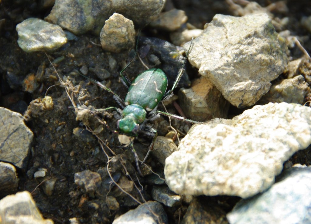 Cicindela longilabris (Boreal Long-lipped Tiger Beetle), California species