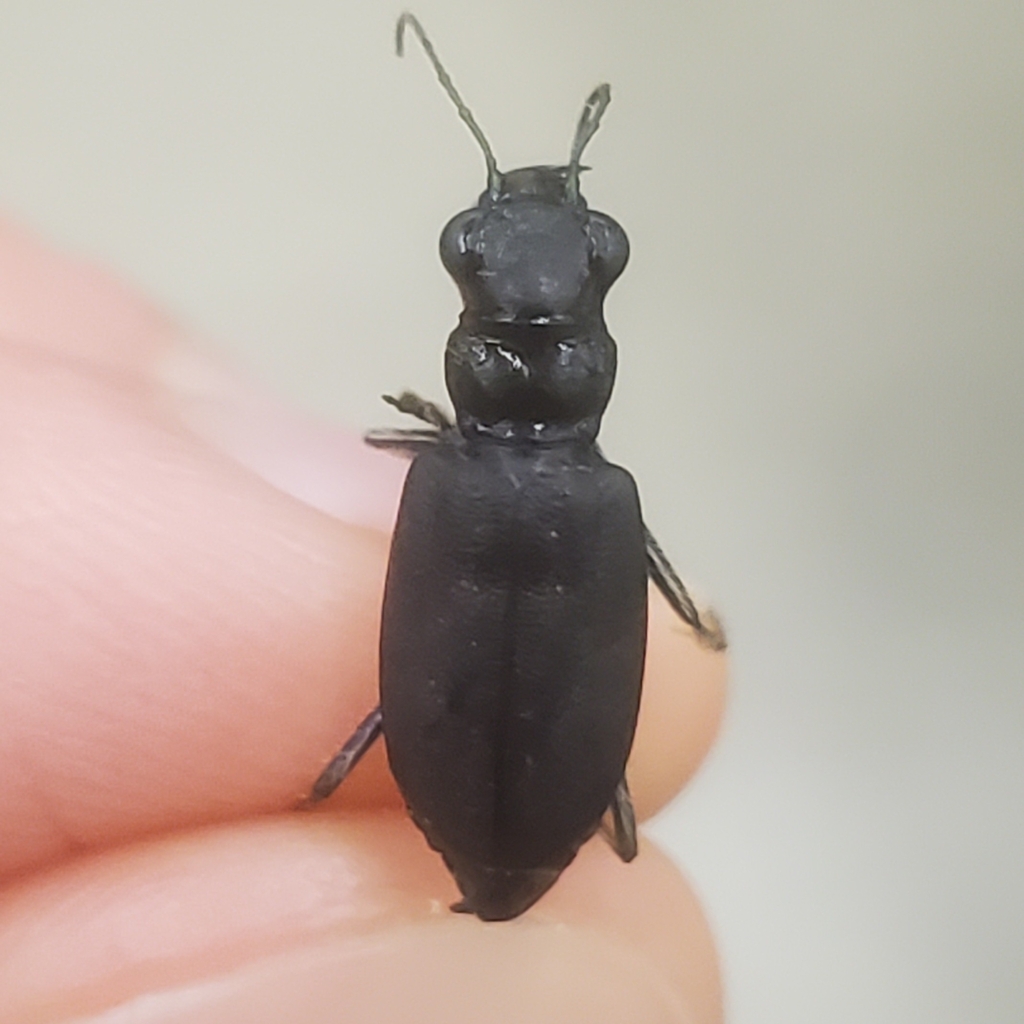 Cicindela nebraskana (Prairie Long-lipped Tiger Beetle), California species