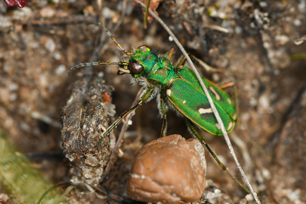 Cicindela ohlone (Ohlone tiger beetle), California species