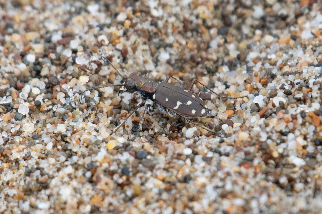 Cicindela oregona (Western Tiger Beetle), California species