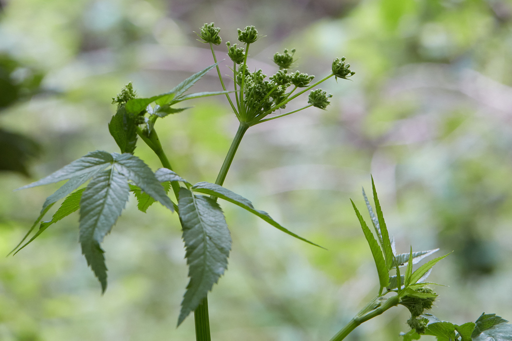 Cicuta douglasii (Western water hemlock), native California herb