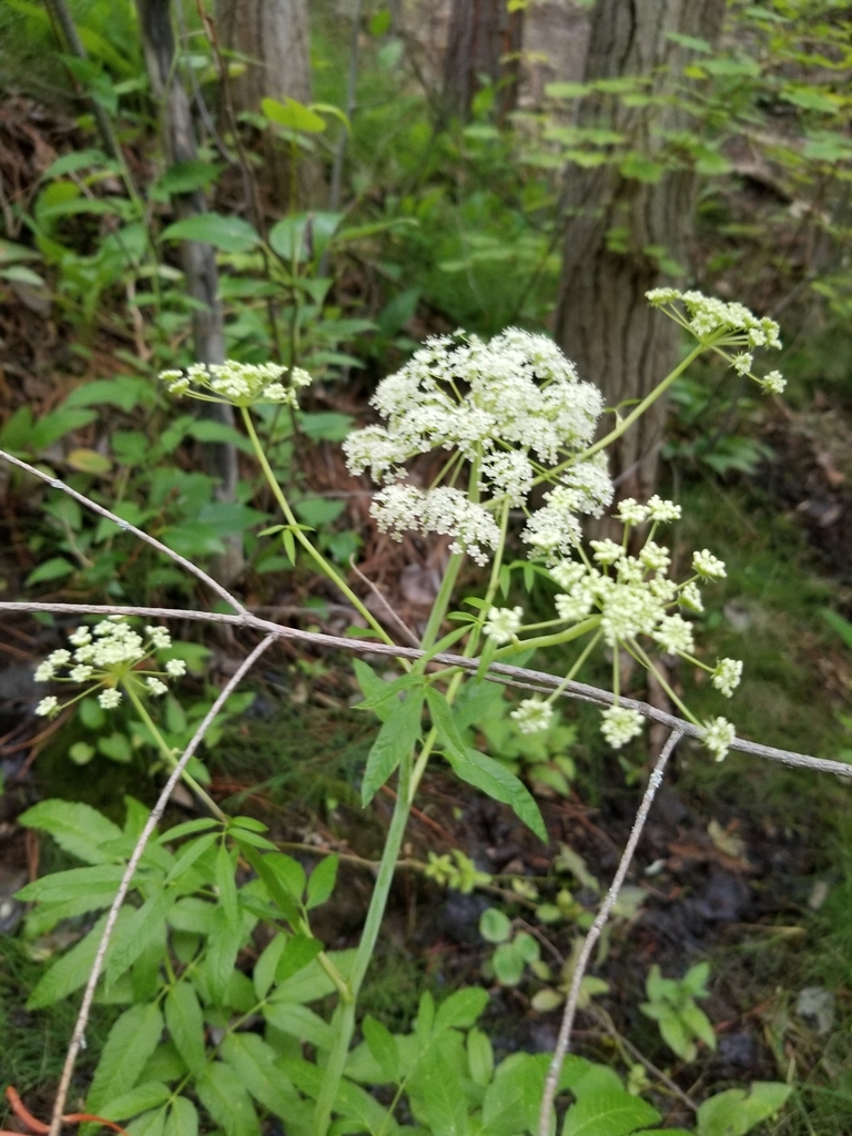 Cicuta maculata — parent species of Cicuta maculata var. angustifolia