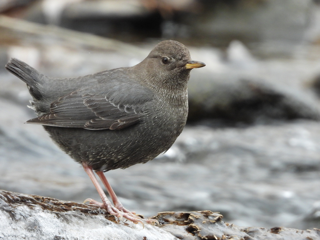 Cinclus mexicanus (American Dipper), California species