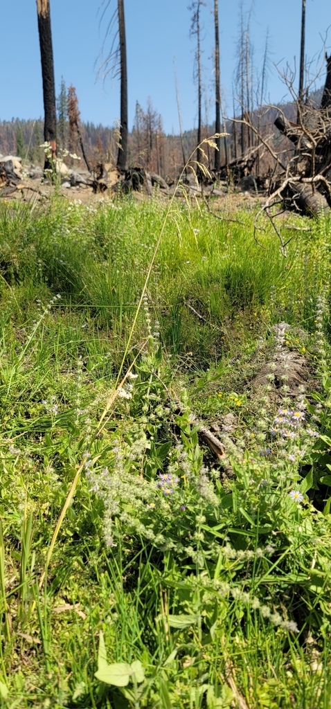 Cinna bolanderi (Bolander's woodreed), native California grass