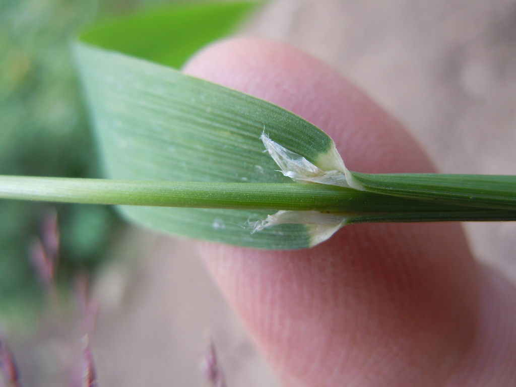Cinna latifolia (Drooping woodreed), native California grass