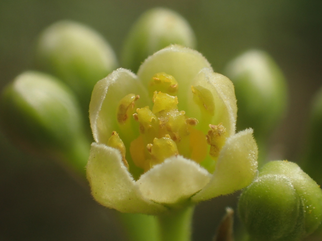 Cinnamomum camphora (Camphor tree), non-native California tree