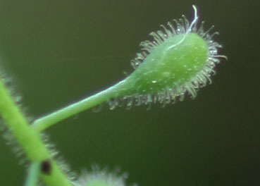 Circaea alpina subsp. pacifica, native California herb