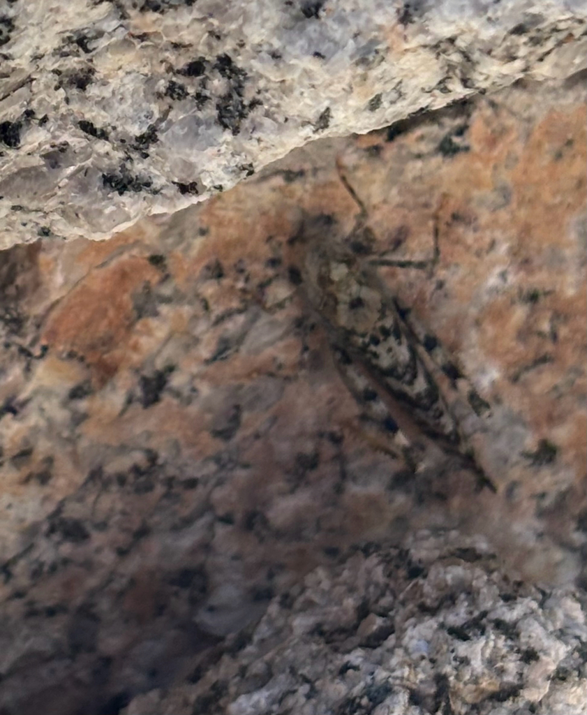 Circotettix maculatus (Dancing Grasshopper), California species