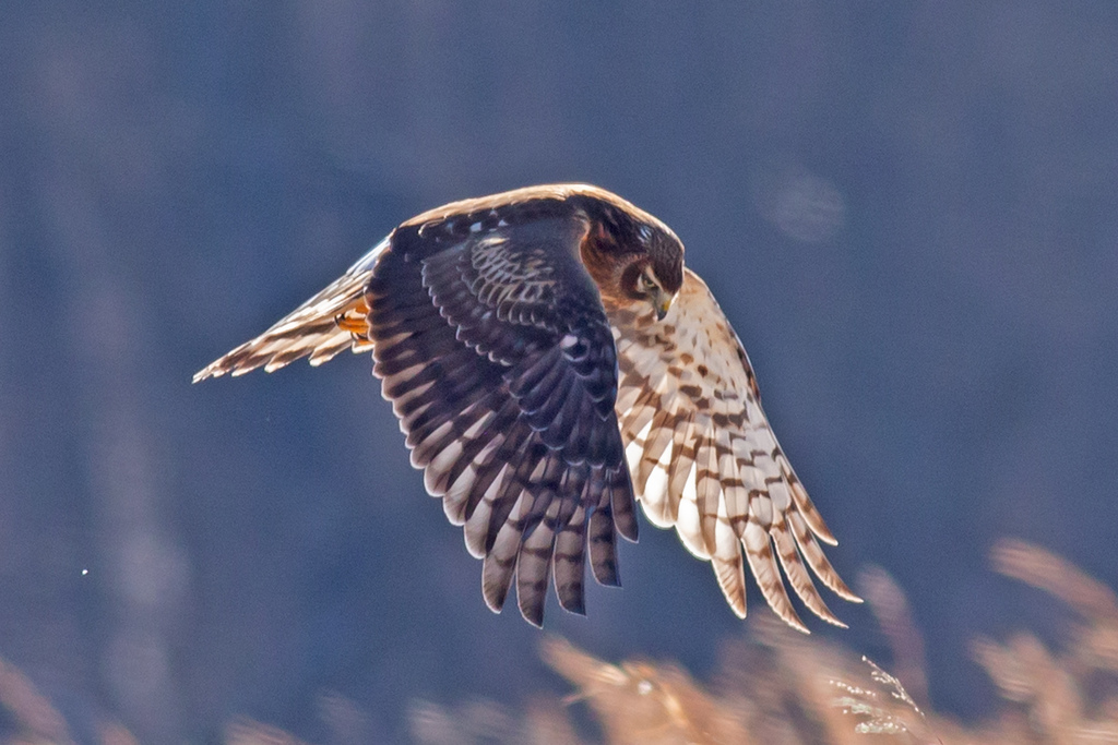 Circus hudsonius (Northern Harrier), California species