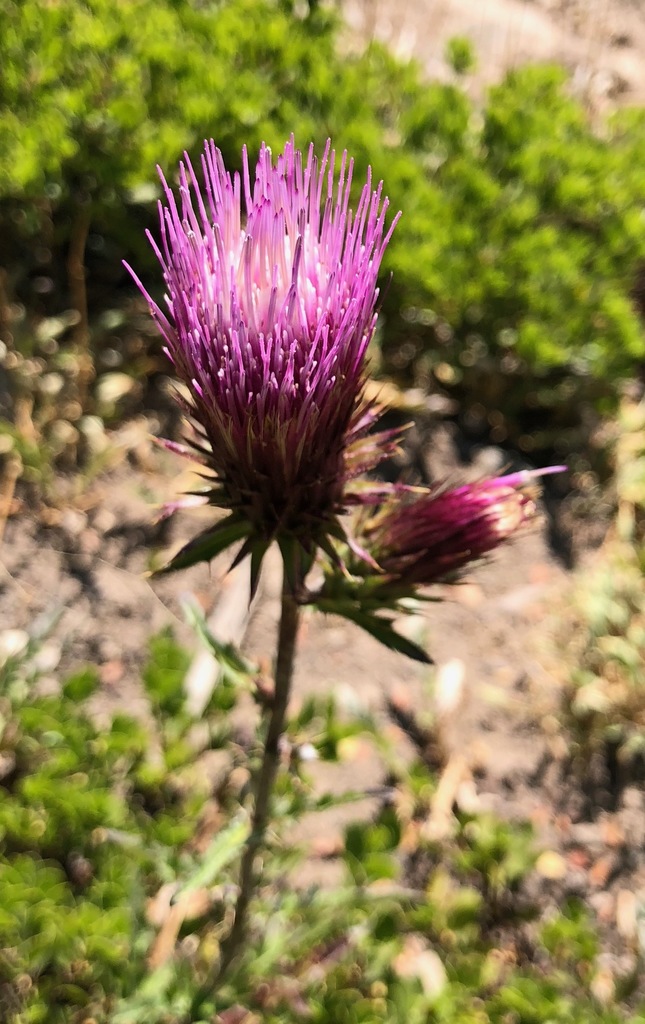 Cirsium andersonii (Anderson's thistle), native California herb