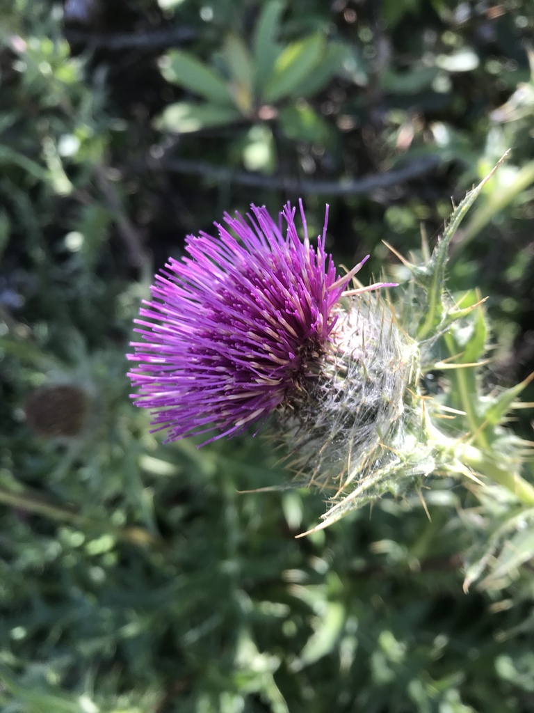 Cirsium andrewsii (Franciscan thistle), native California herb