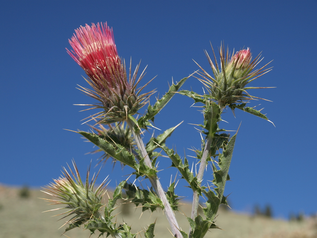 Cirsium arizonicum (Arizona thistle), native California herb
