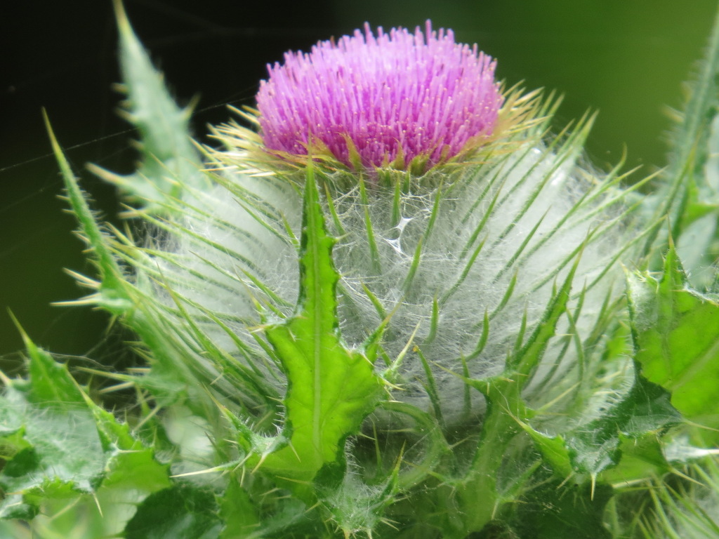 Cirsium brevistylum (Clustered thistle), native California herb