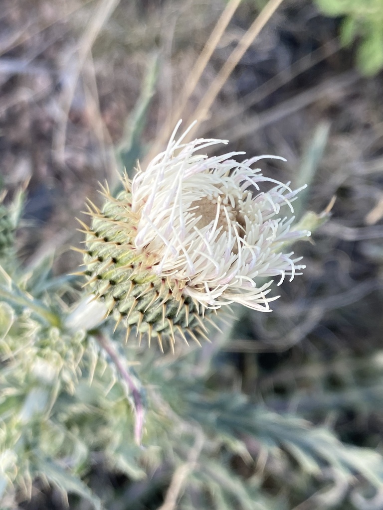Cirsium canescens (Prairie thistle), non-native California herb