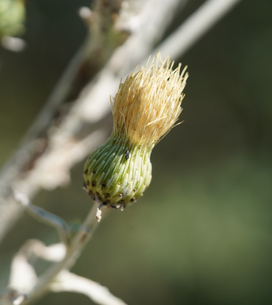 Cirsium ciliolatum (Ashland thistle), native California herb