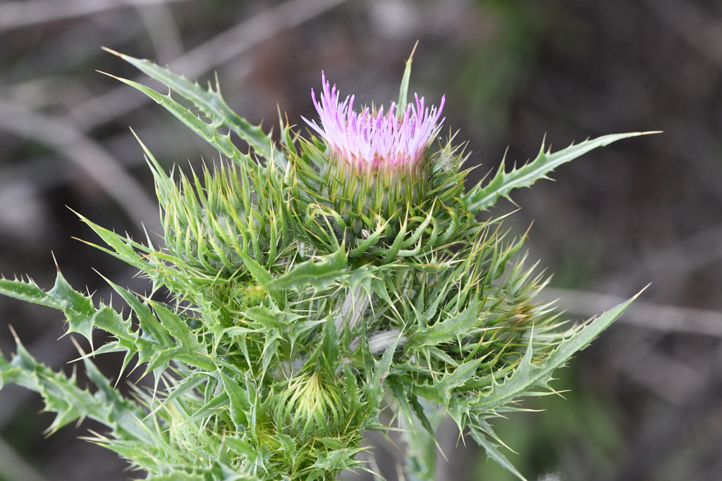 Cirsium crassicaule (Slough thistle), native California herb