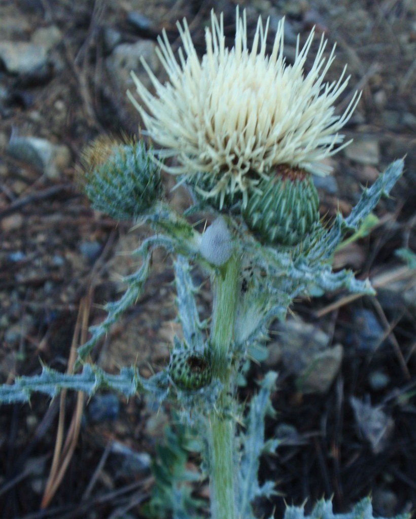Cirsium cymosum var. canovirens (Gray-green thistle), native California perennial