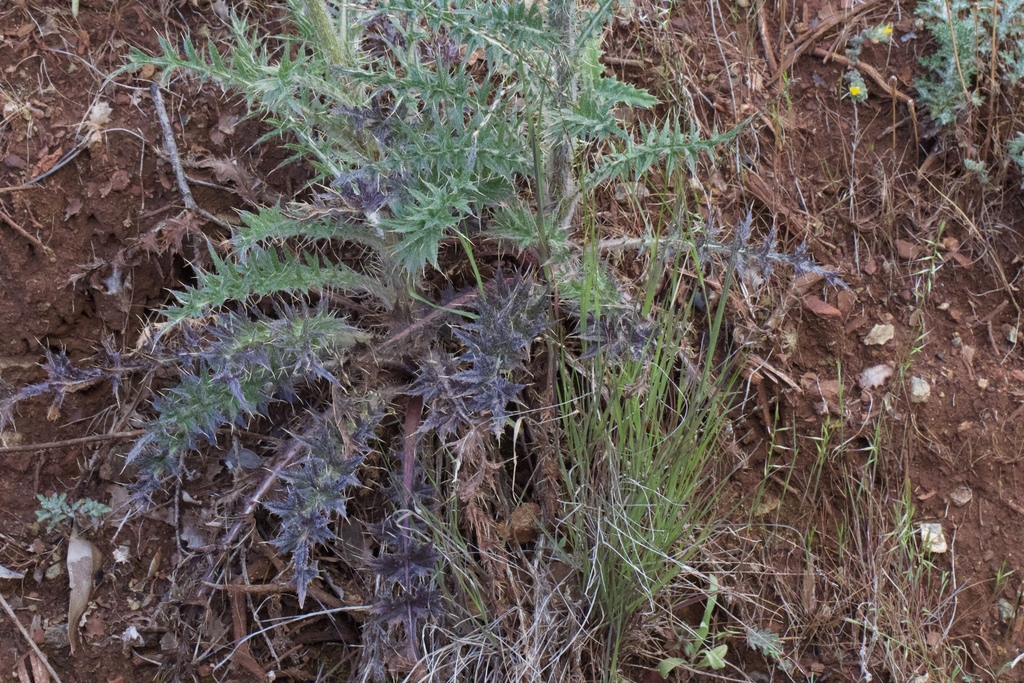 Cirsium cymosum var. cymosum (Peregrine thistle), native California perennial