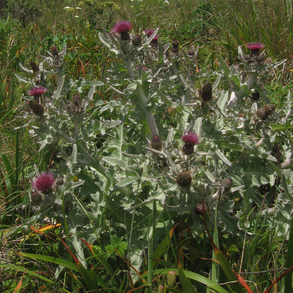Cirsium douglasii var. breweri (Brewer's swamp thistle), native California herb