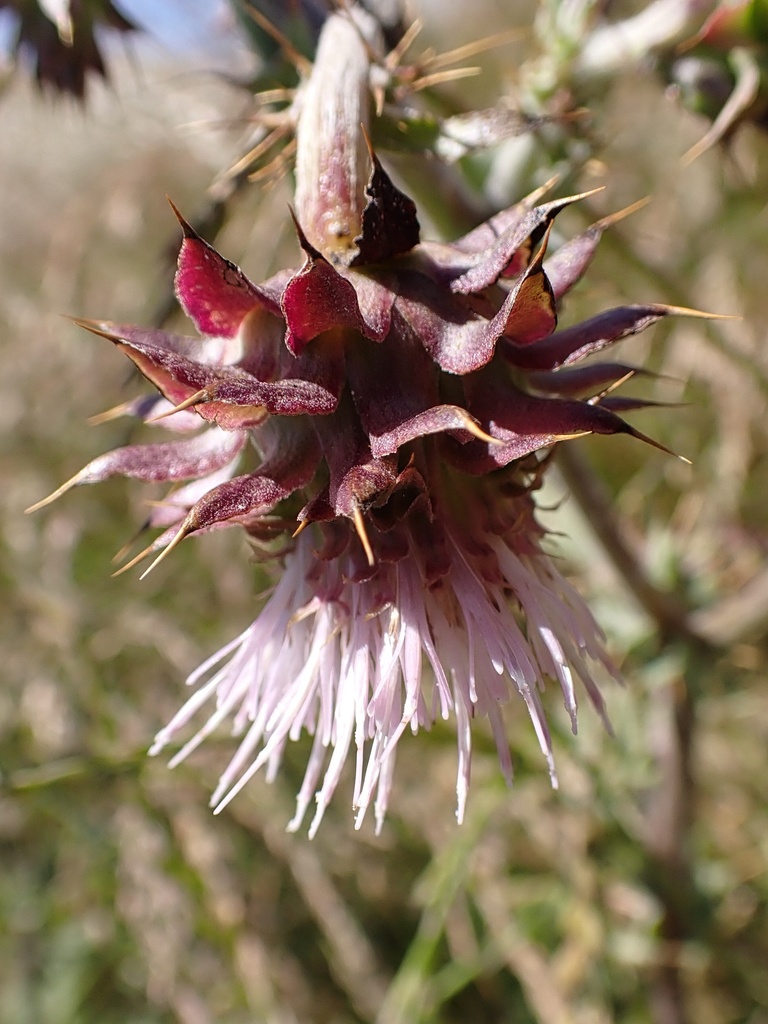 Cirsium fontinale var. campylon (Mount hamilton thistle), native California herb