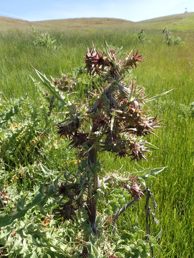 Cirsium fontinale (Fountain thistle), native California herb