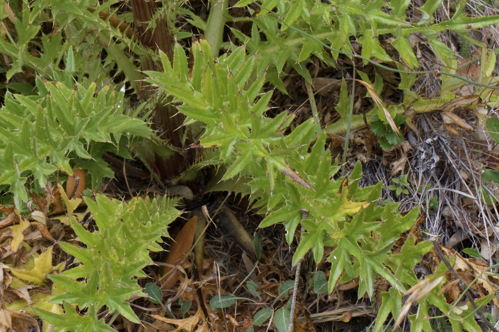 Cirsium hydrophilum (Suisun thistle), native California herb