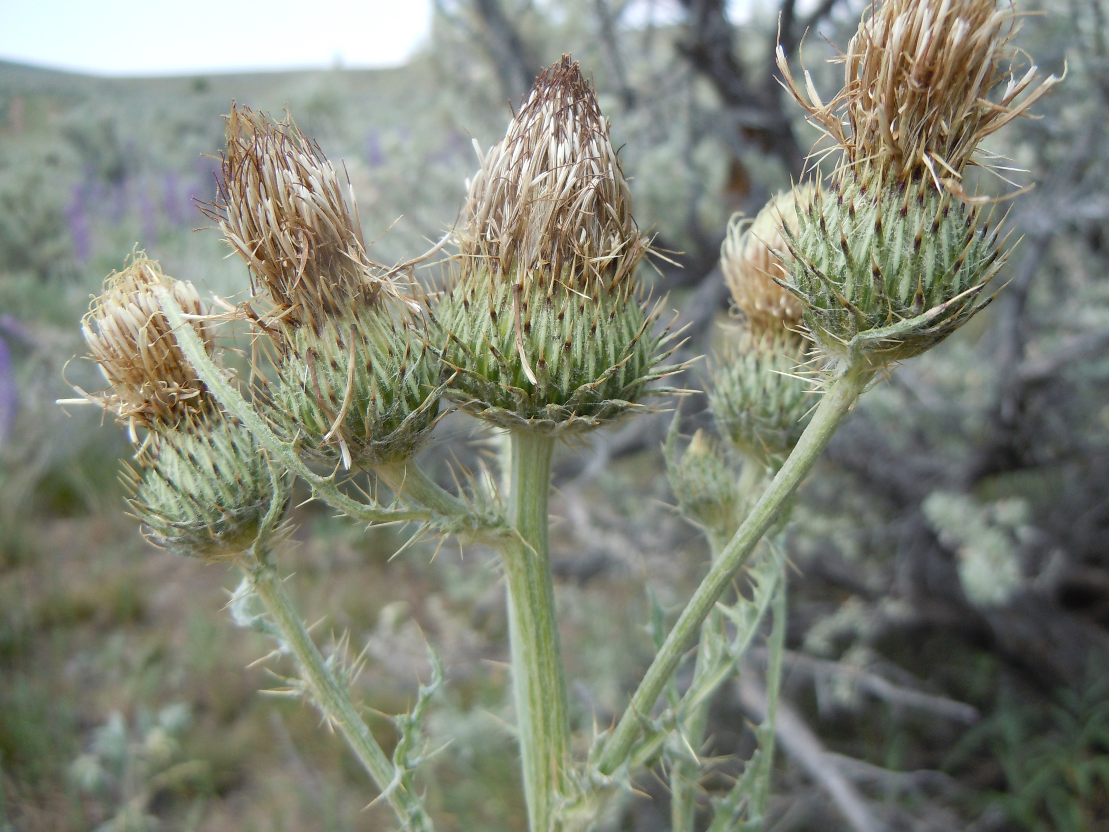 Cirsium inamoenum var. inamoenum (Greene's thistle), native California perennial