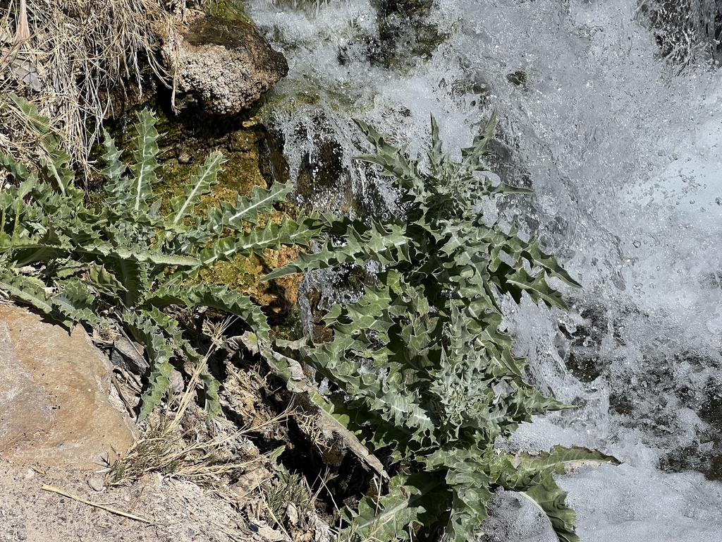 Cirsium mohavense (Mojave thistle), native California herb