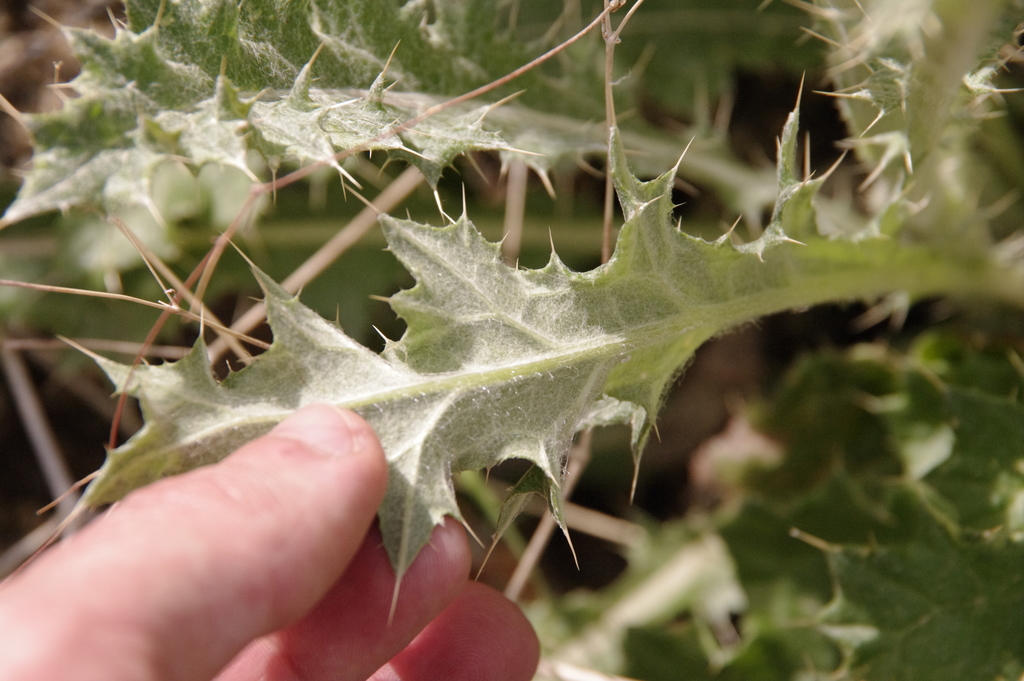 Cirsium neomexicanum (Desert thistle), native California herb