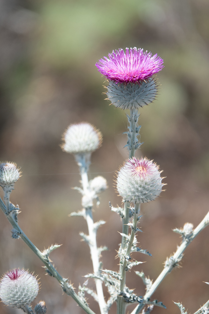 Cirsium occidentale (Cobweb thistle), native California herb