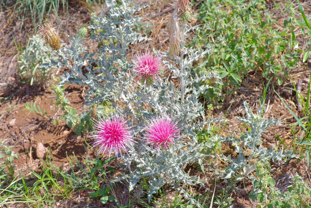 Cirsium ochrocentrum var. ochrocentrum (Yellowspine thistle), non-native California perennial