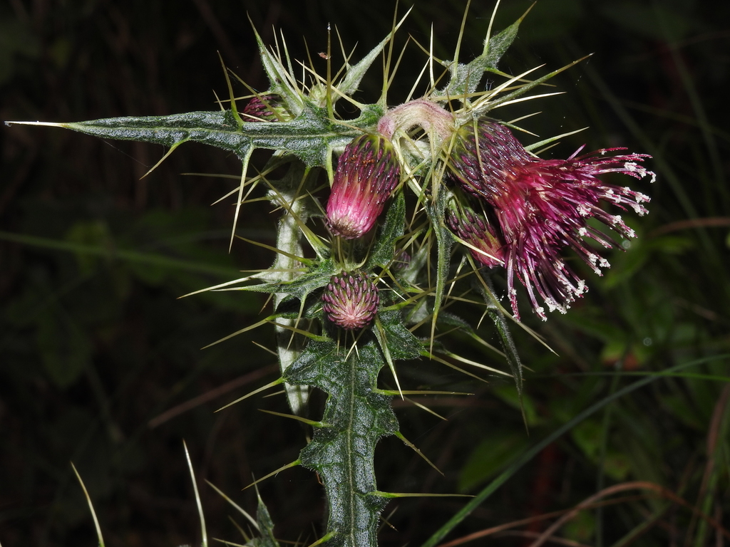 Cirsium praeteriens (Lost thistle), native California herb