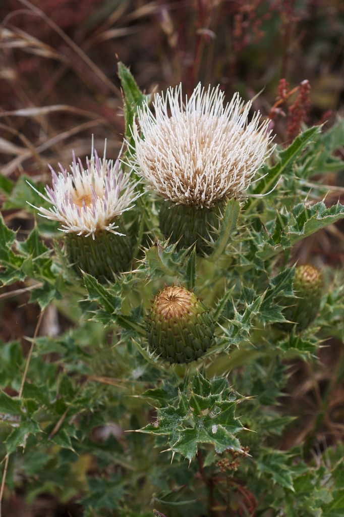 Cirsium quercetorum (Brownie thistle), native California herb