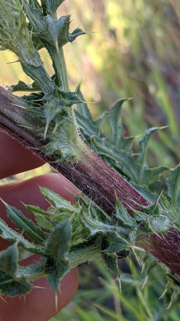 Cirsium remotifolium var. remotifolium (Remote-leaved thistle), native California perennial