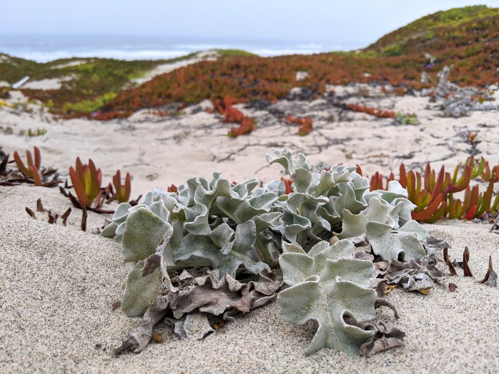 Cirsium rhothophilum (Surf thistle), native California herb