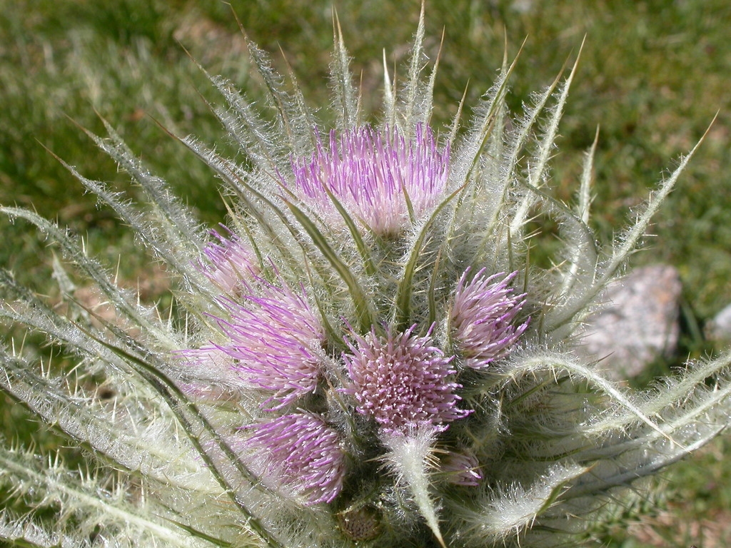 Cirsium scariosum var. robustum (Shasta valley thistle), native California perennial
