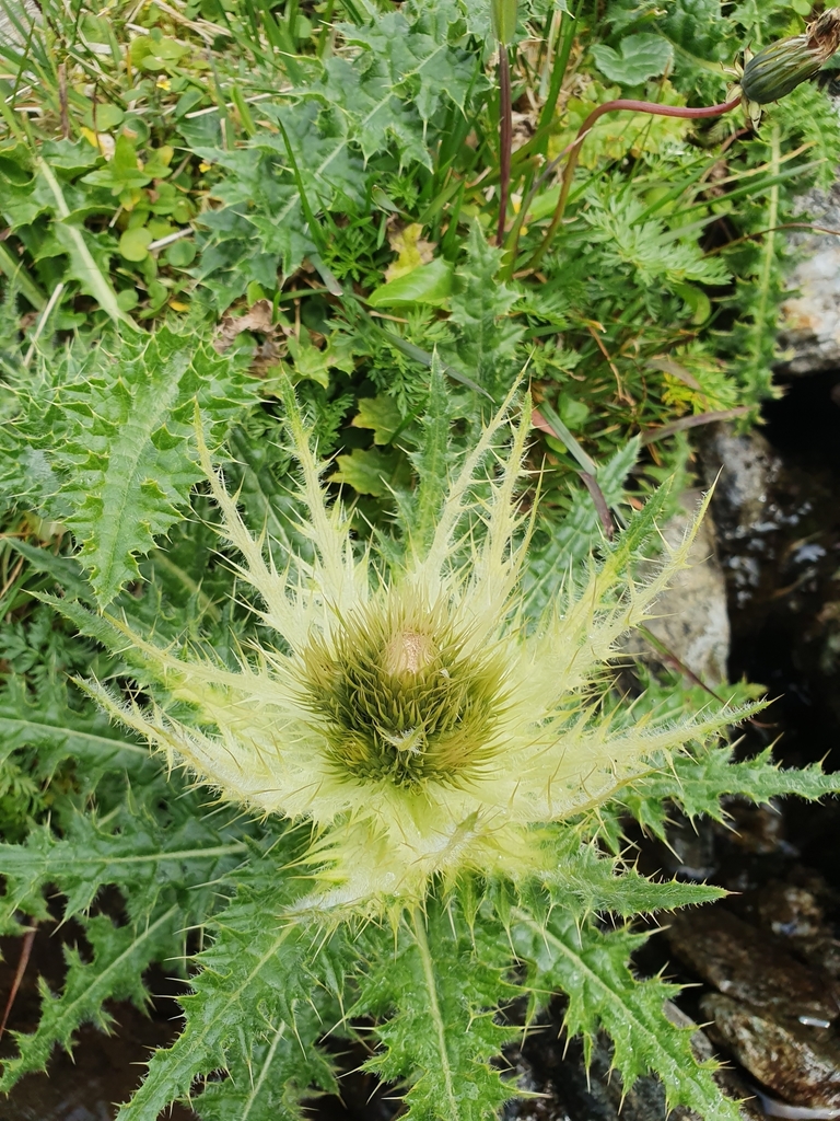 Cirsium sp. (Thistle), non-native California perennial