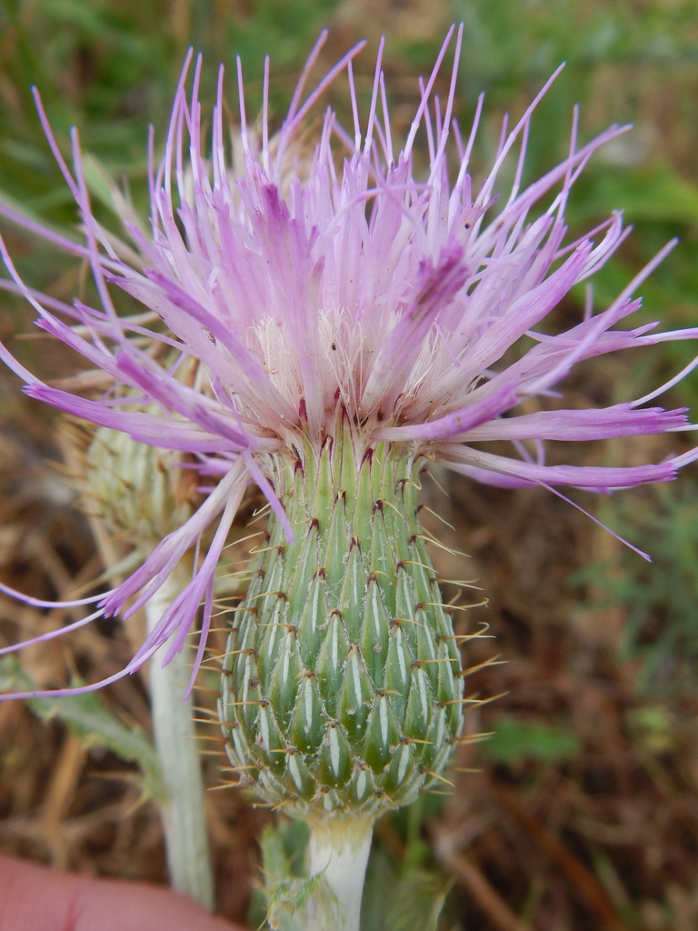 Cirsium undulatum (Wavyleaf thistle), native California herb
