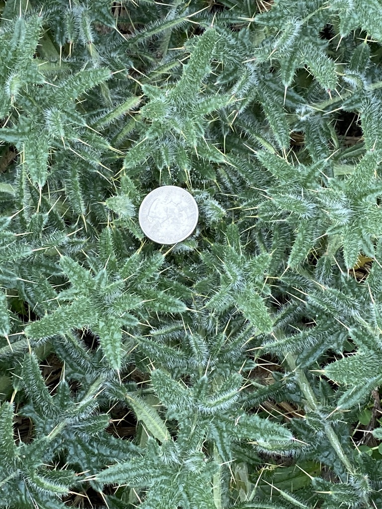 Cirsium vulgare (Bull thistle), non-native California herb