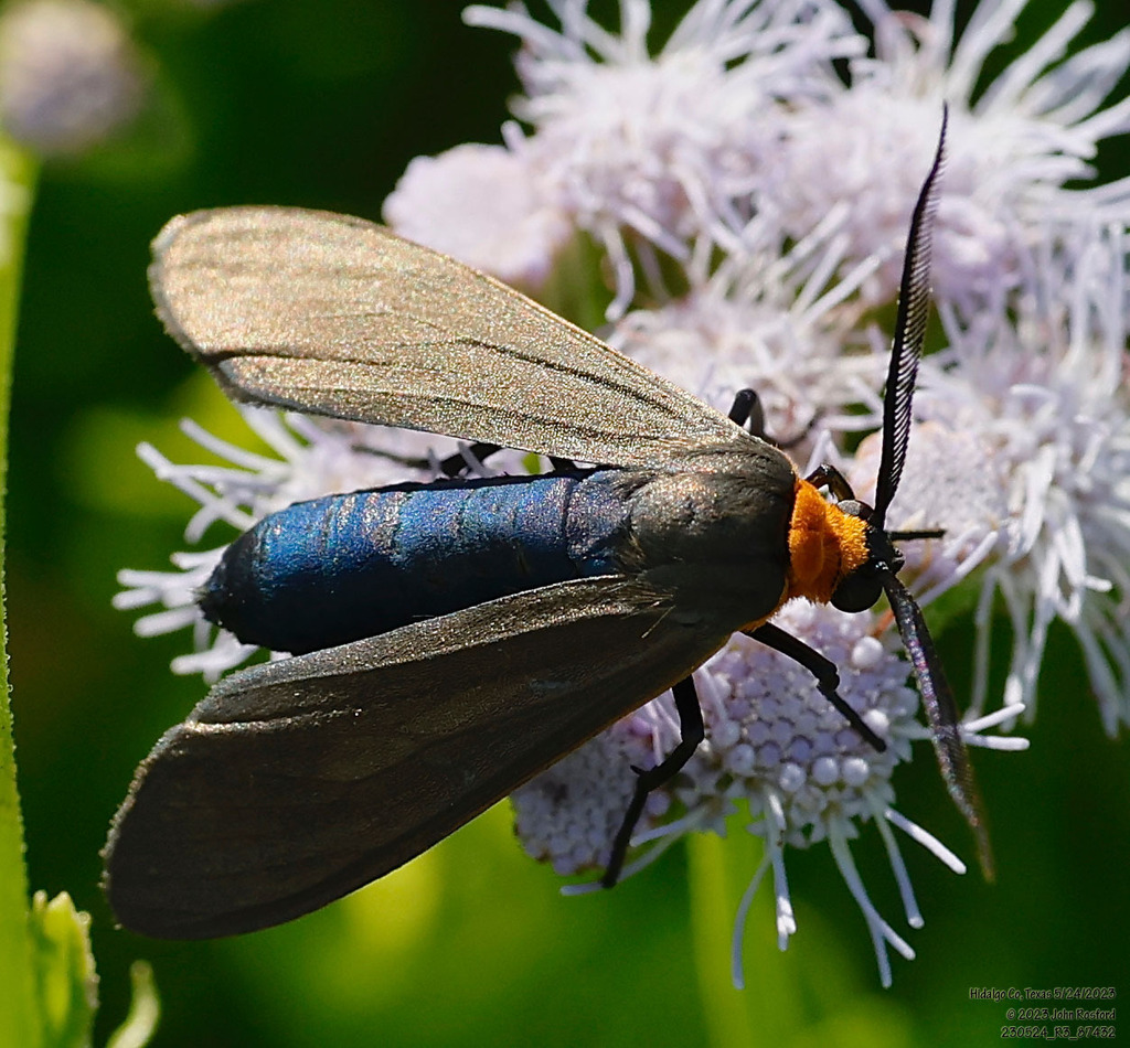 Cisseps fulvicollis (Yellow-collared Scape Moth), California species